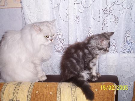 les deux monstres 